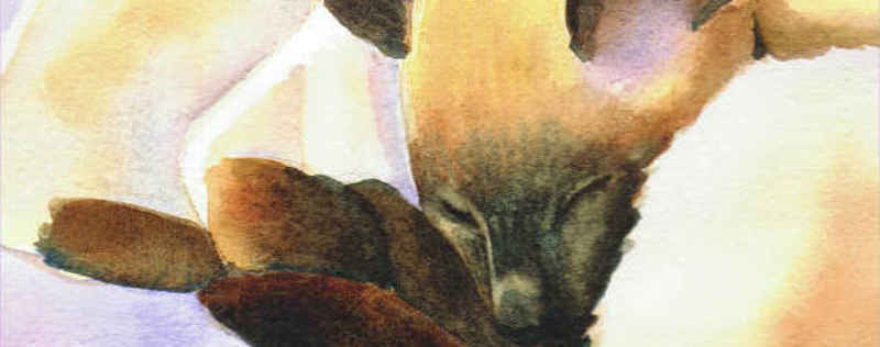 Cat Paintings Banner
