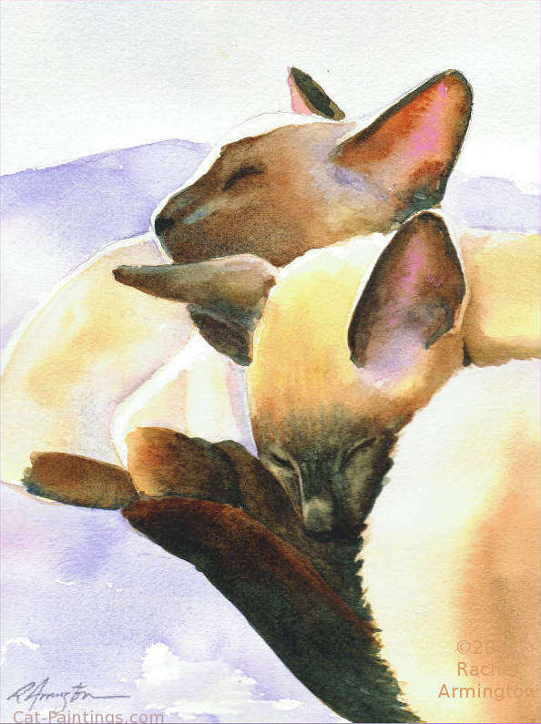 Seal point Siamese cats sleeping