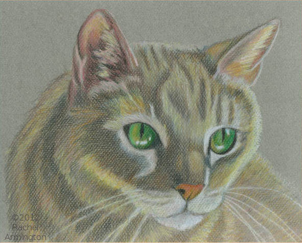 green cat eyes tabby kitten picture