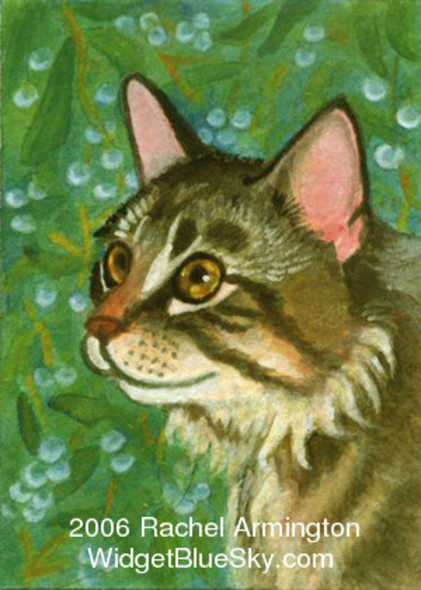 Maine Coon Cat Christmas Card