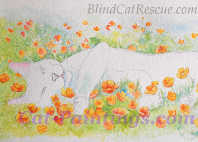 Blind Cat Rescue Fund Raiser on Ebay