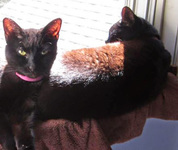 push-me-pull-you photo